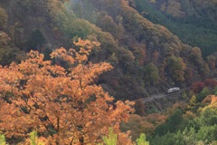 秋の渓谷鉄道　３