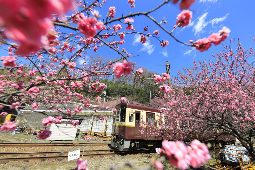 花桃咲き乱れ