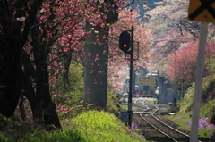 わたらせ渓谷鉄道の春 2