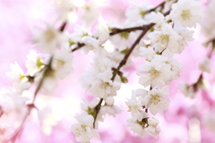 キュートな花桃