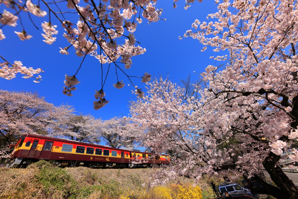 お花見列車