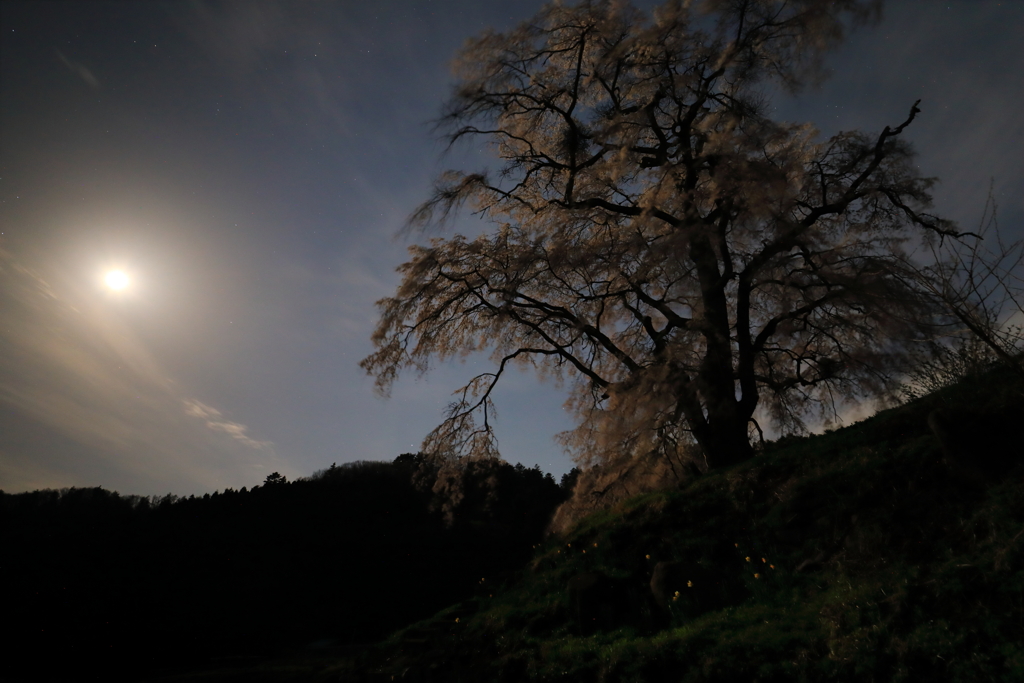 月夜の上発知しだれ桜　２