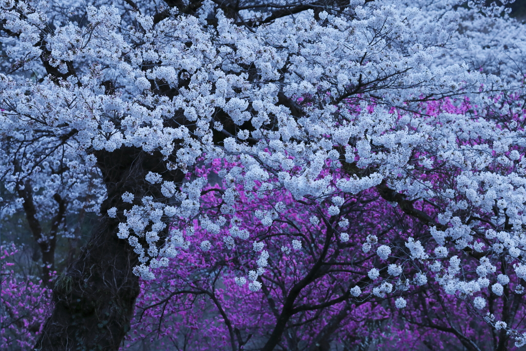 夕暮れに