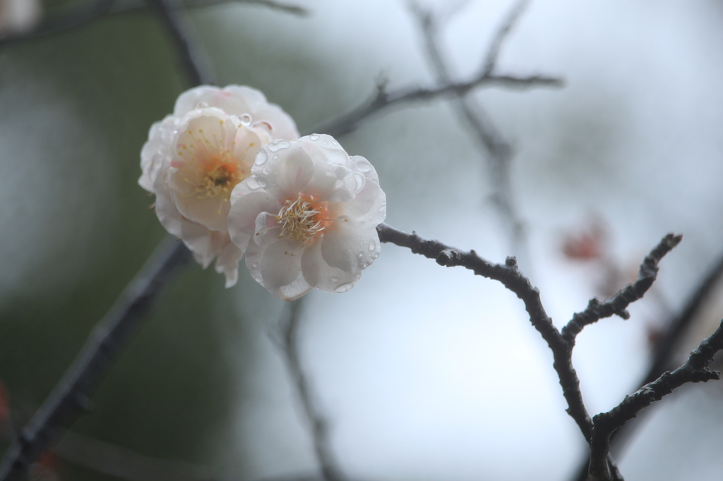 小雨ぱらつき… 2