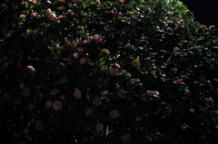 24㎜単焦点で夜を撮る