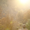 秋の光に照らされて