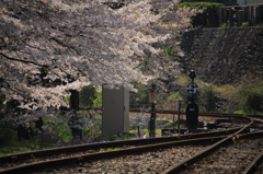 わたらせ渓谷鉄道の春