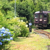 沢入駅のあじさい 2