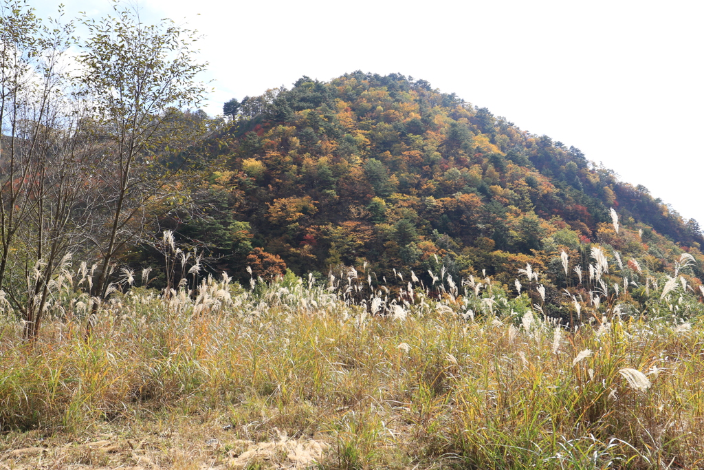 紅葉を求めて足尾の山中をフラフラ～っと