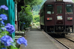 アジサイ咲く駅