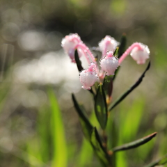 尾瀬の花々　ヒメシャクナゲ