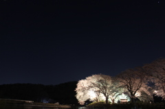 夜桜  2
