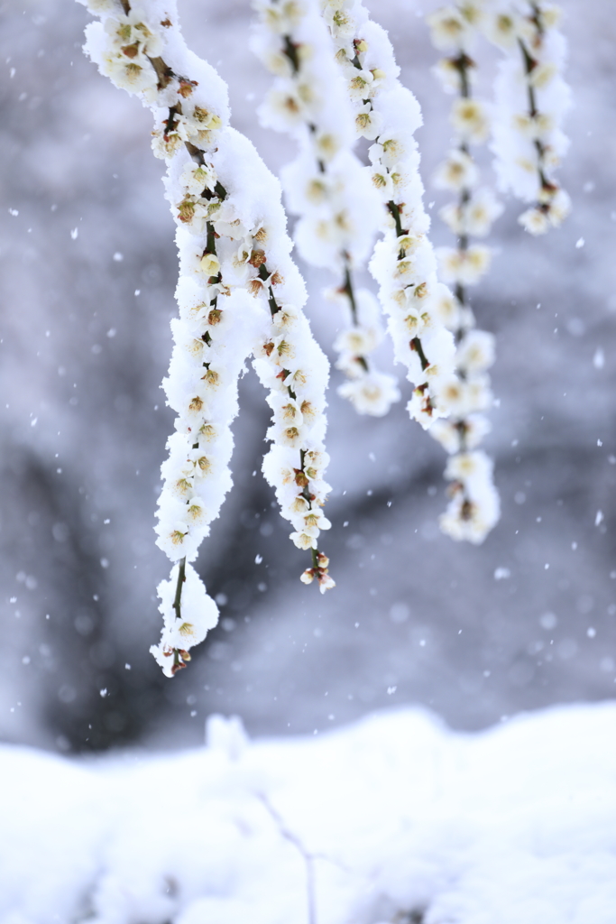 春雪