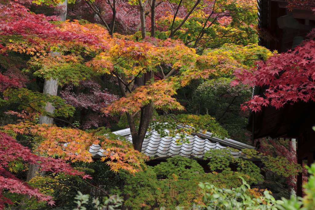 崇禅寺の紅葉