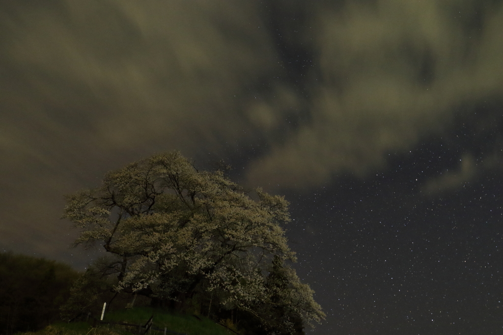 発知のヒガンザクラ夜空に咲く 2