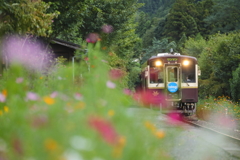 上神梅駅のコスモス　２