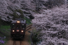 花冷え 花曇りの大間々S字カーブ