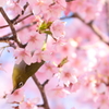 春の訪れ　2