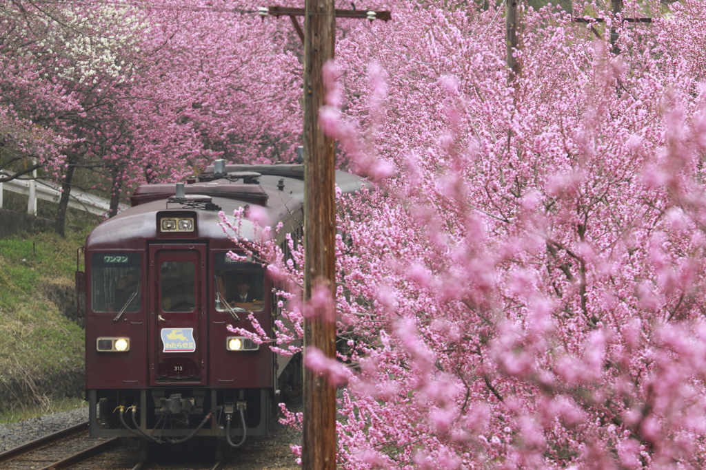 花桃満開