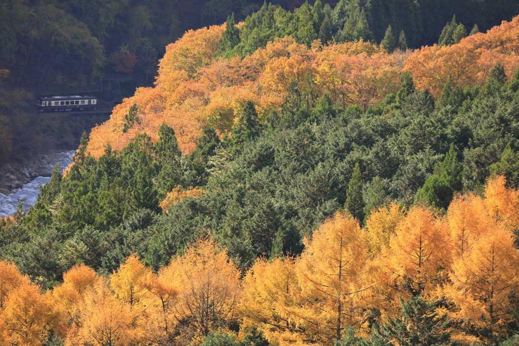 秋の渓谷鉄道　４