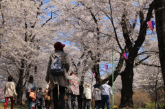 赤城南面千本桜まつり 2 