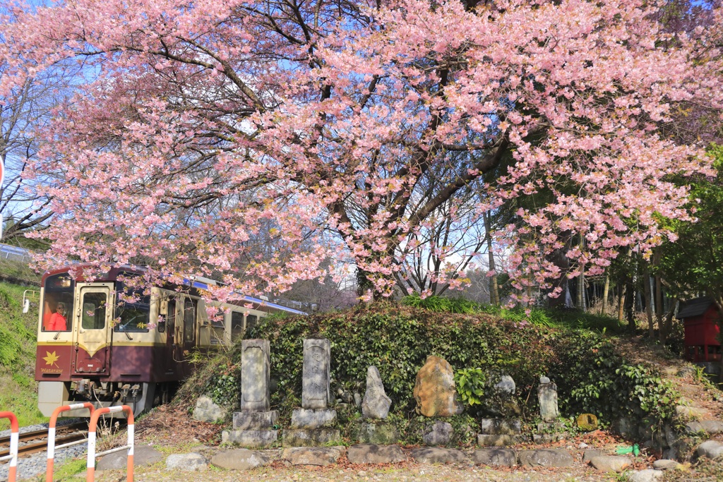 春うらら