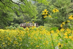 キバナを横目に