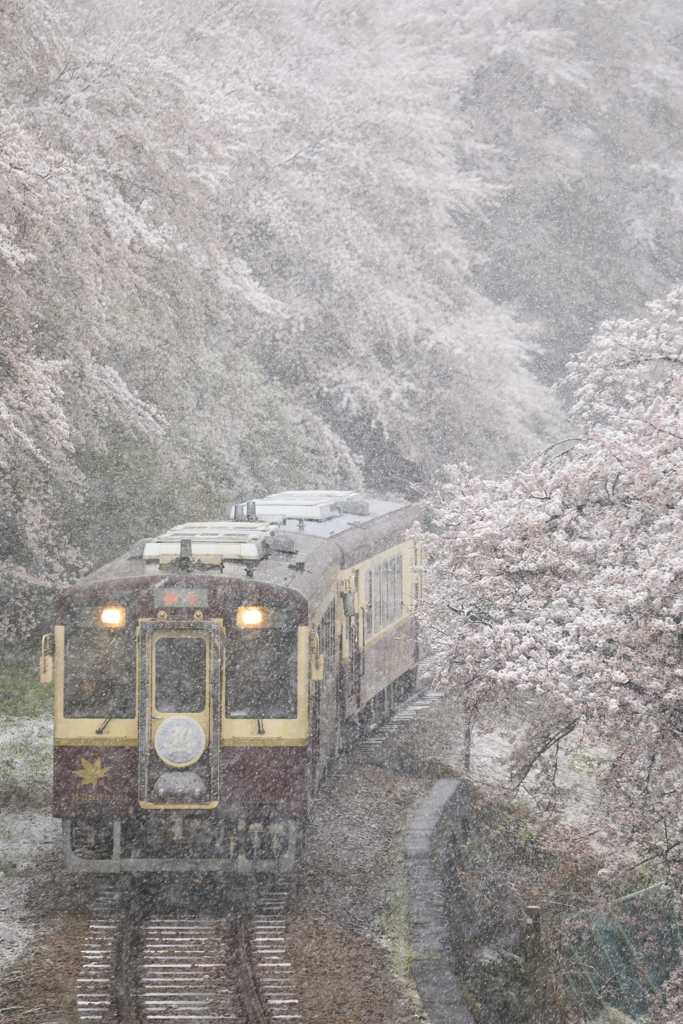 雪桜 2