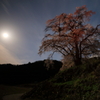 月夜の上発知しだれ桜