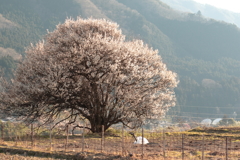 凛として