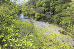 渓谷鉄道も若葉の頃