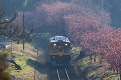 花桃並木の朝