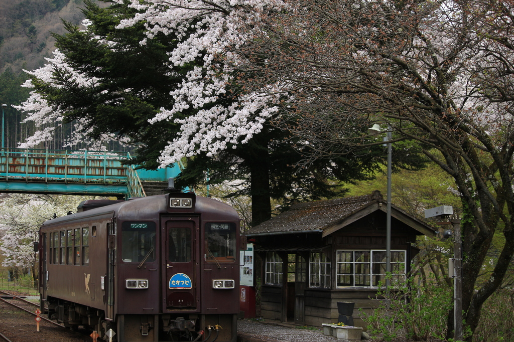 沢入駅 春の風景