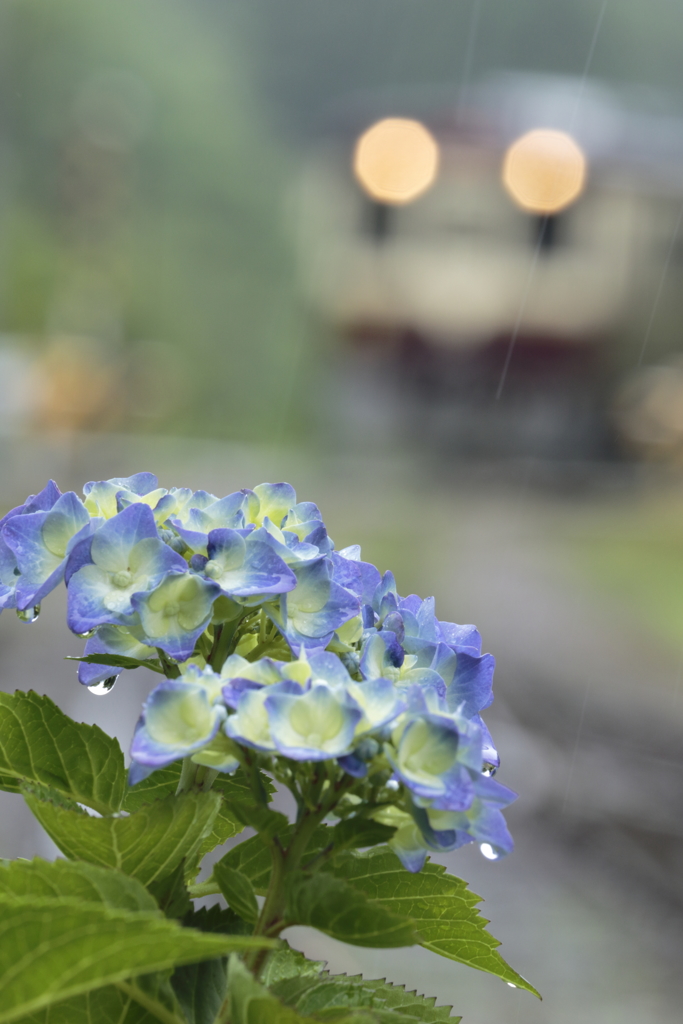雨が似合う花