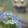 雨が似合う花