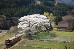 わたらせ渓谷鐵道の春