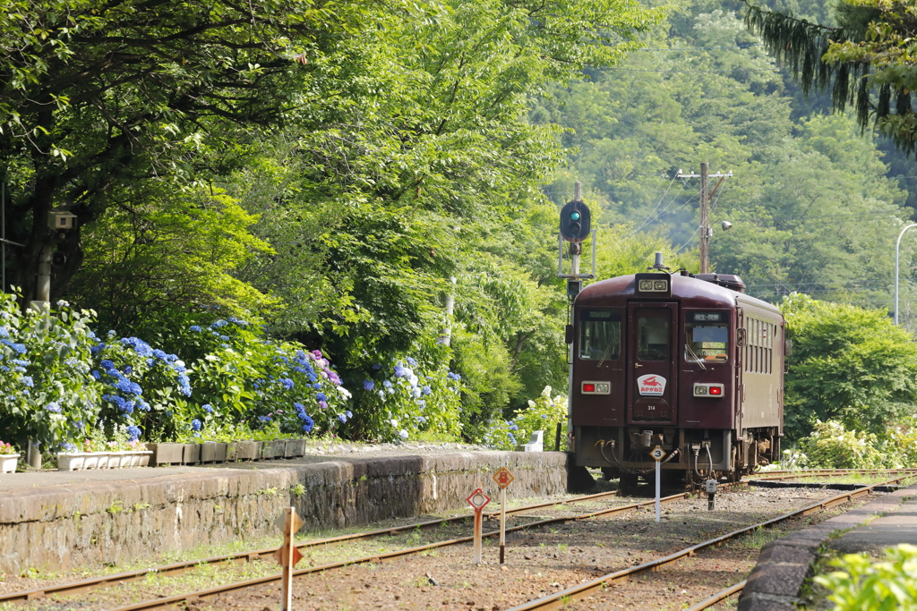 沢入駅のあじさい 3