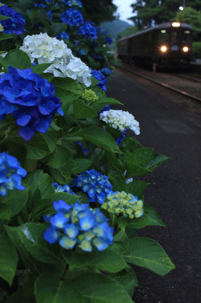 アジサイ咲く駅  2