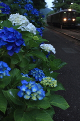 アジサイ咲く駅  2