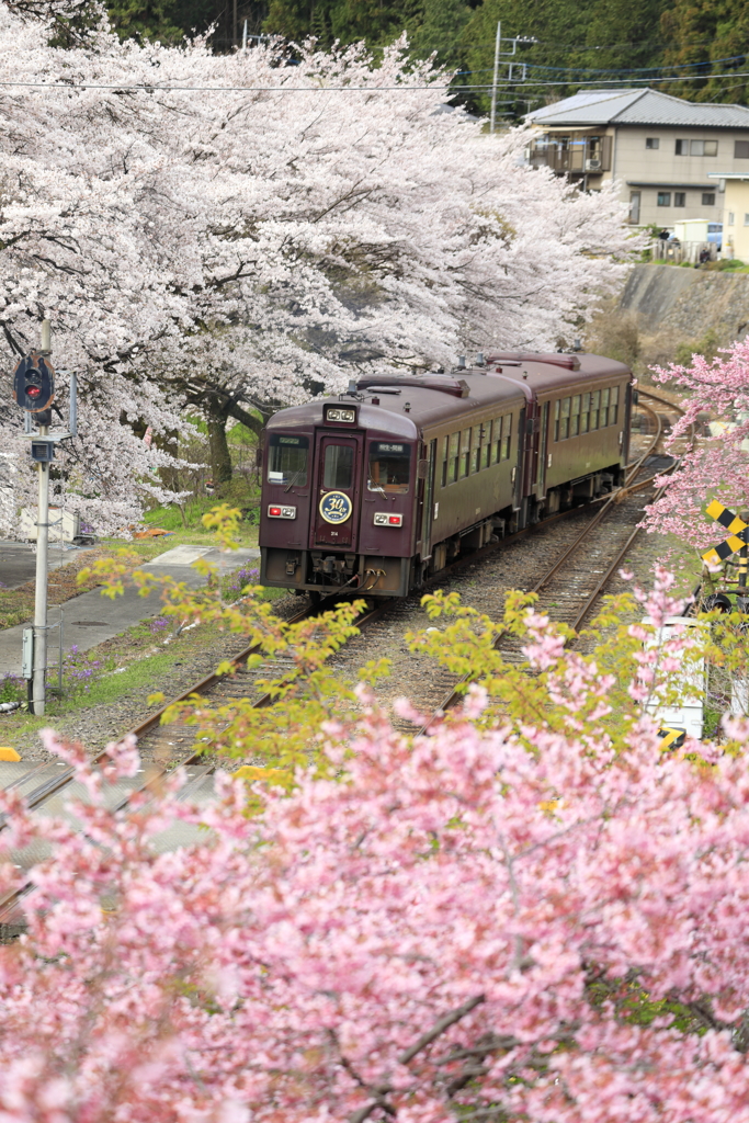 二つの華