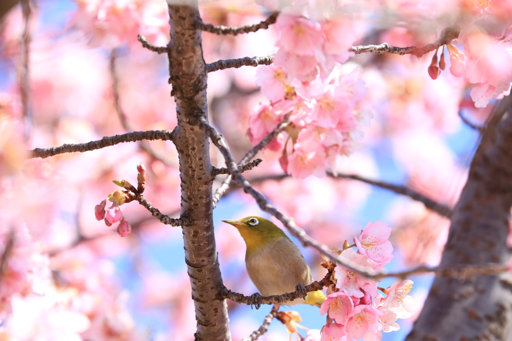 河津桜とメジロ