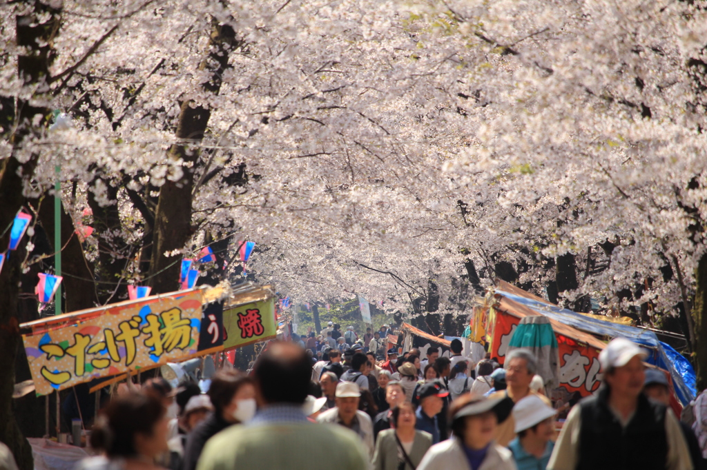 赤城南面千本桜まつり