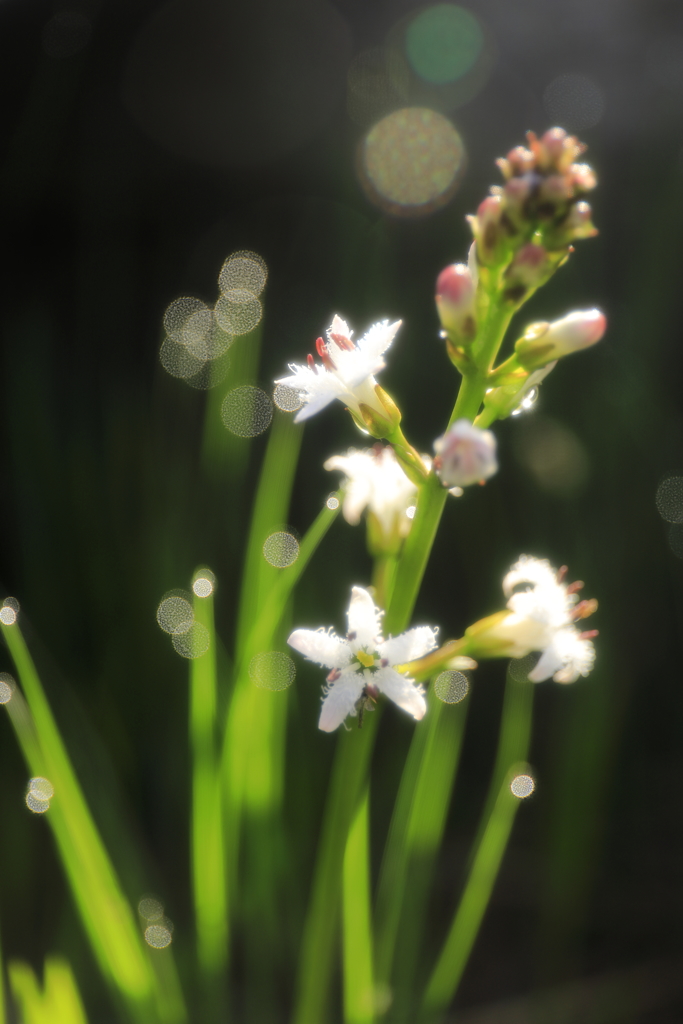 尾瀬の花々　ミツガシワ