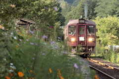 ９月の神梅　西日が差す頃