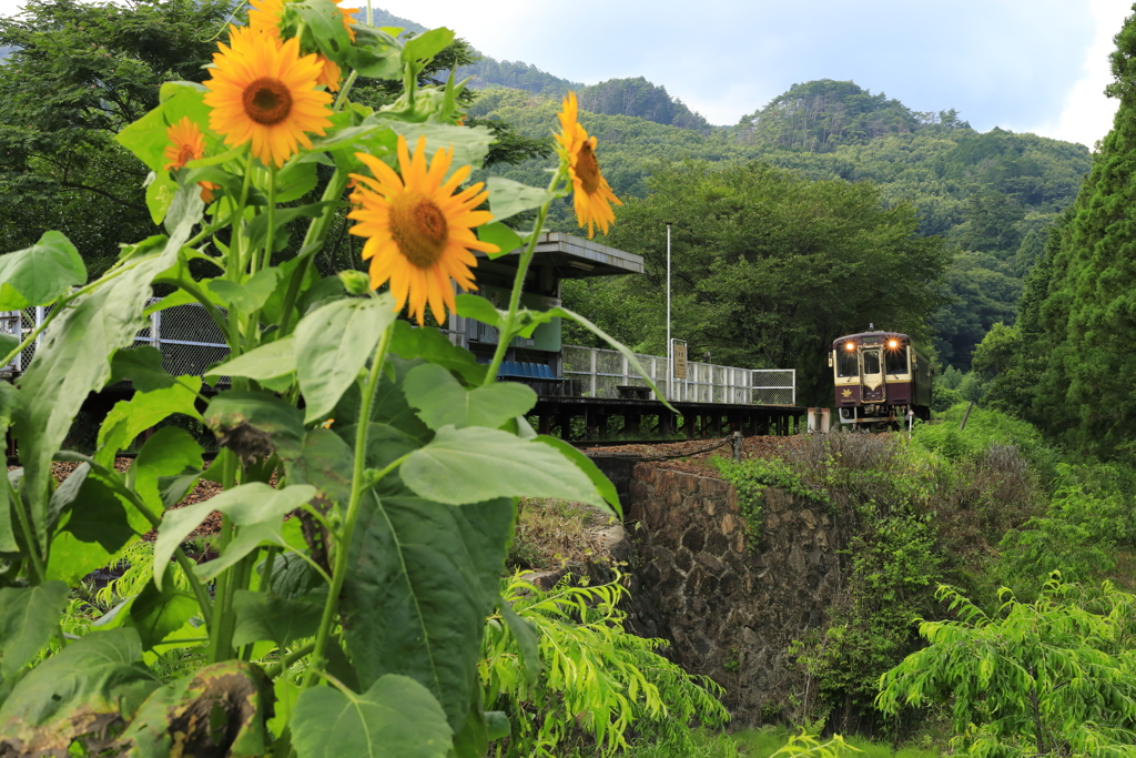 中野の咲くヒマワリ