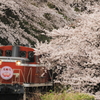 花桃号と桜