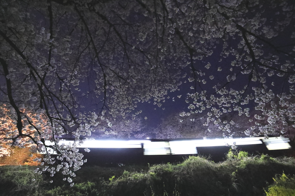 今年の夜桜