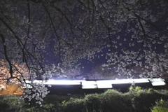 今年の夜桜