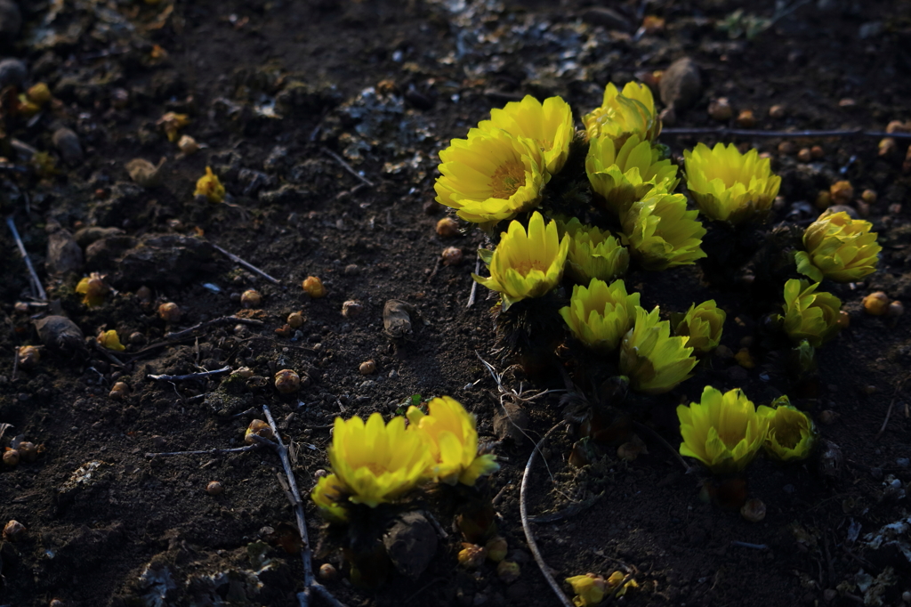 福寿草  家族のごとく  あつまれり