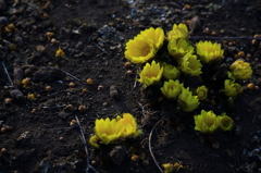 福寿草  家族のごとく  あつまれり